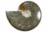 Polished Ammonite (Cleoniceras) Fossil - Madagascar #345546-1